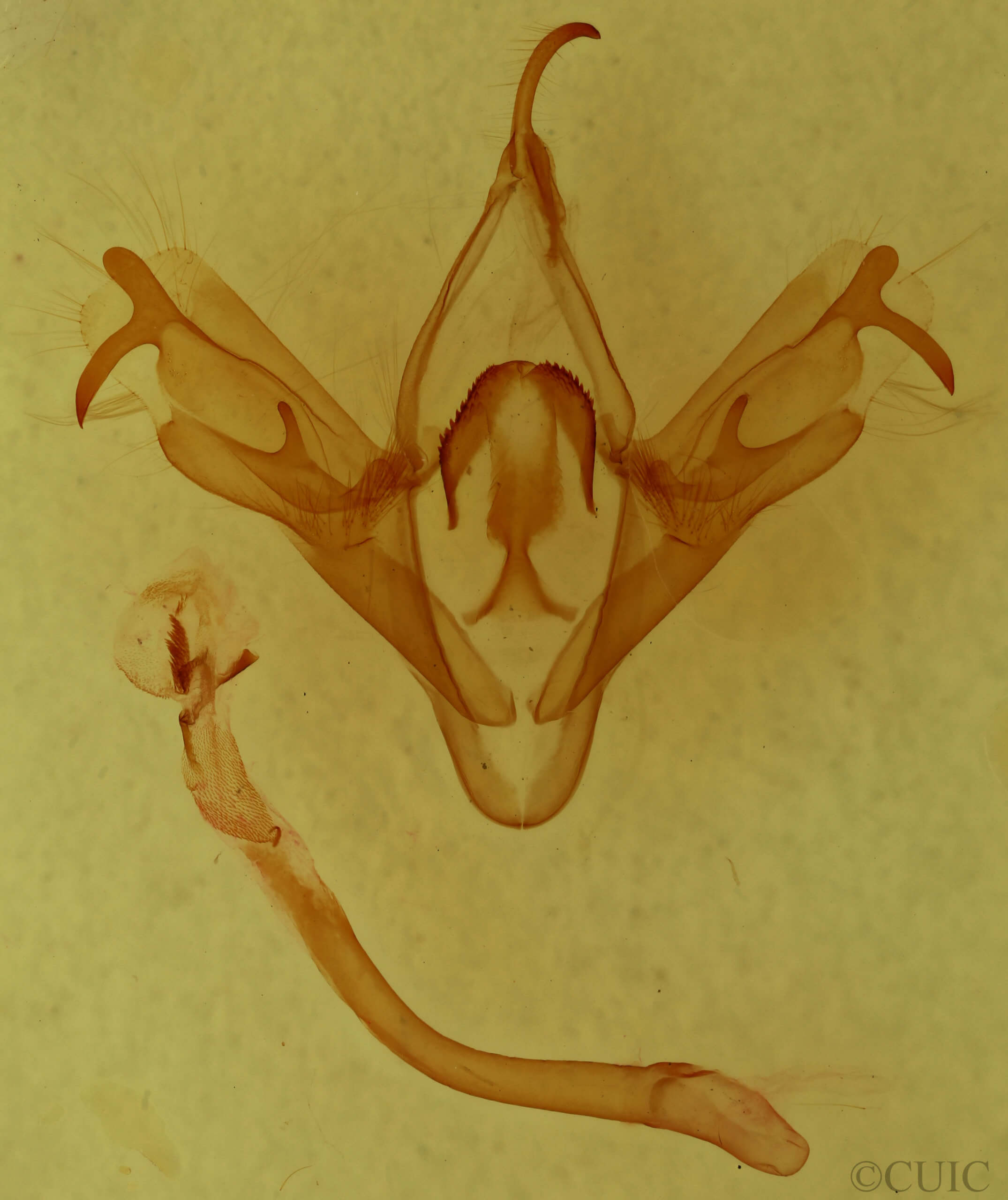 genitalia view of adult Mocis texana