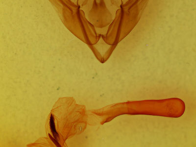genitalia view of adult Rhynchaglaea scitula