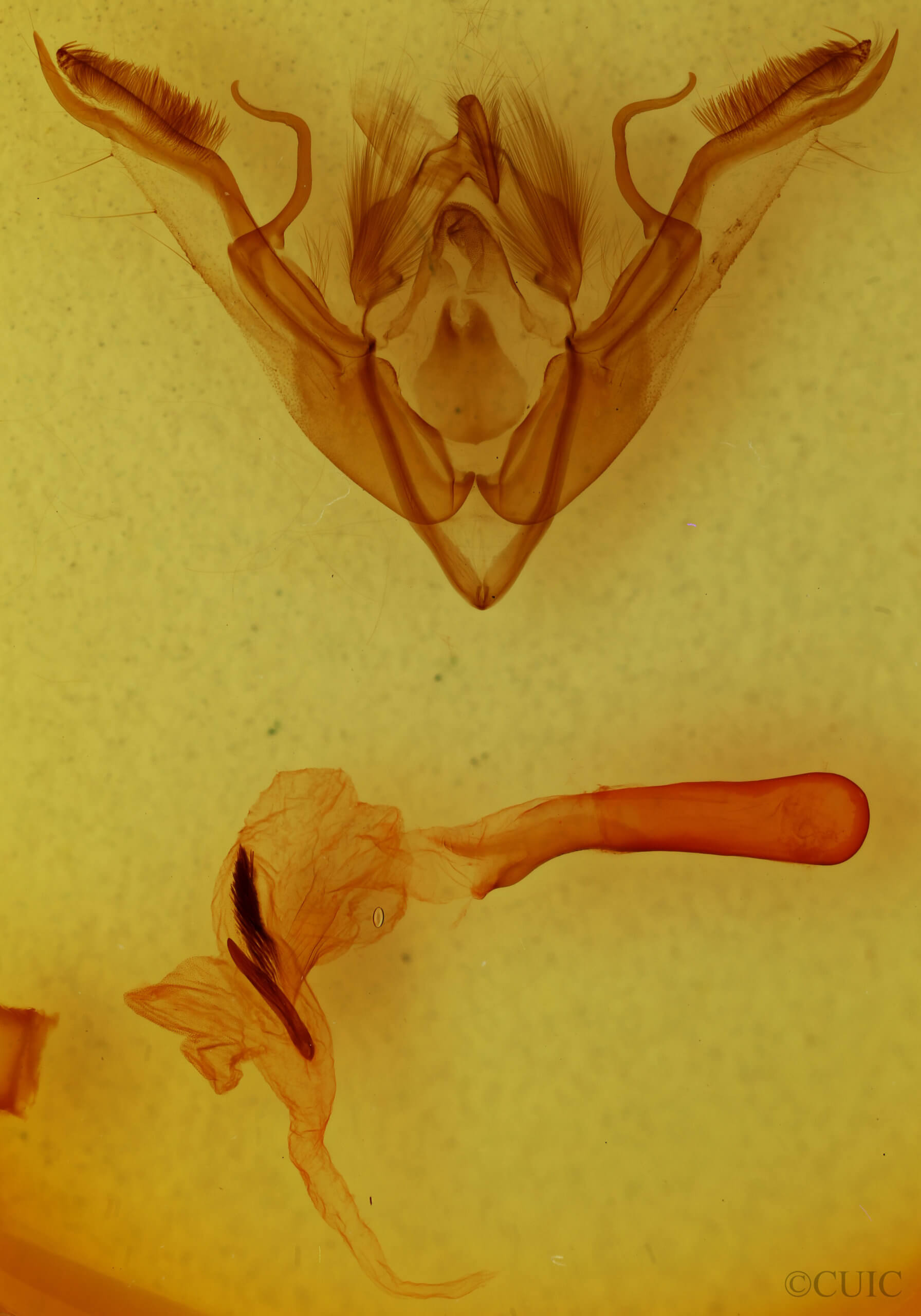 genitalia view of adult Rhynchaglaea scitula