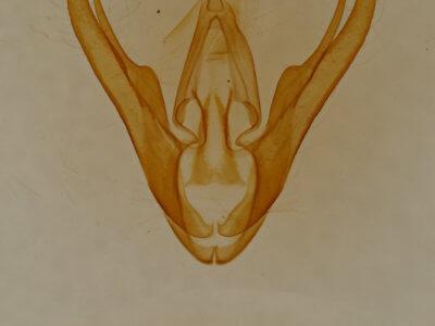 genitalia view of adult Scolecocampa liburna