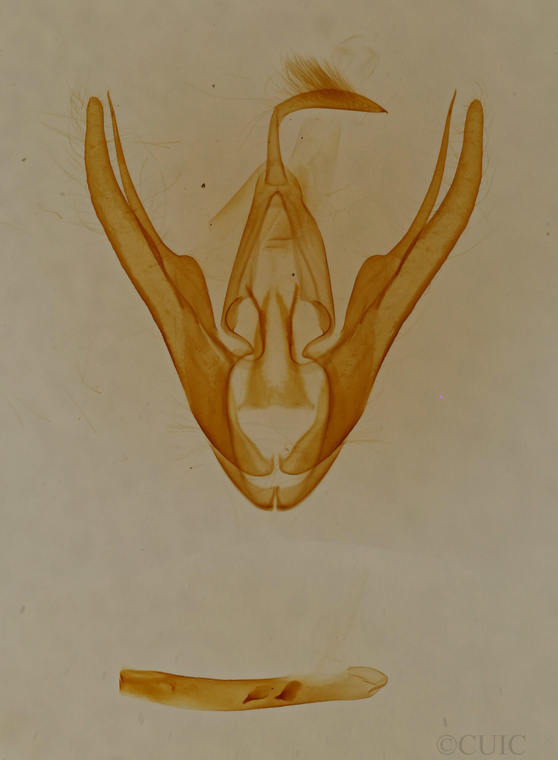 genitalia view of adult Scolecocampa liburna