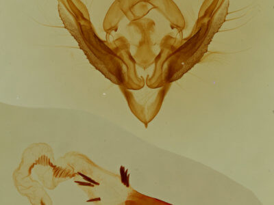 genitalia view of adult Hypotrix optima