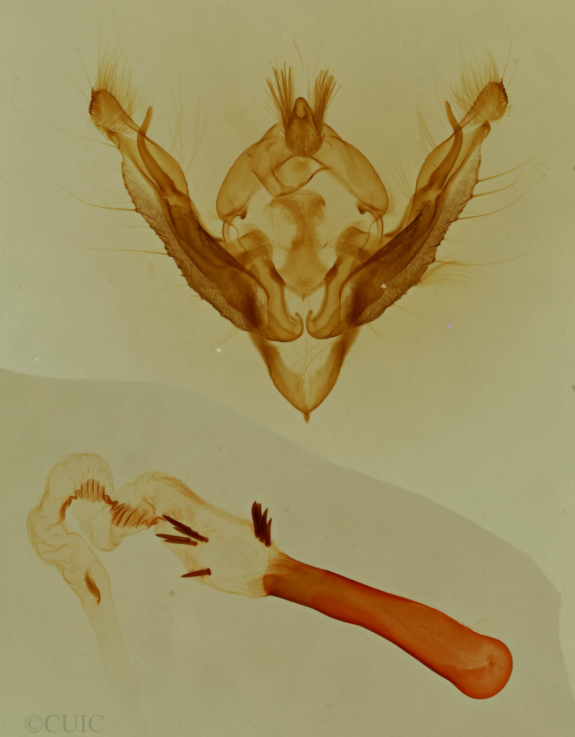 genitalia view of adult Hypotrix optima