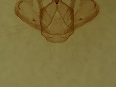 genitalia view of adult Macaria bicolorata