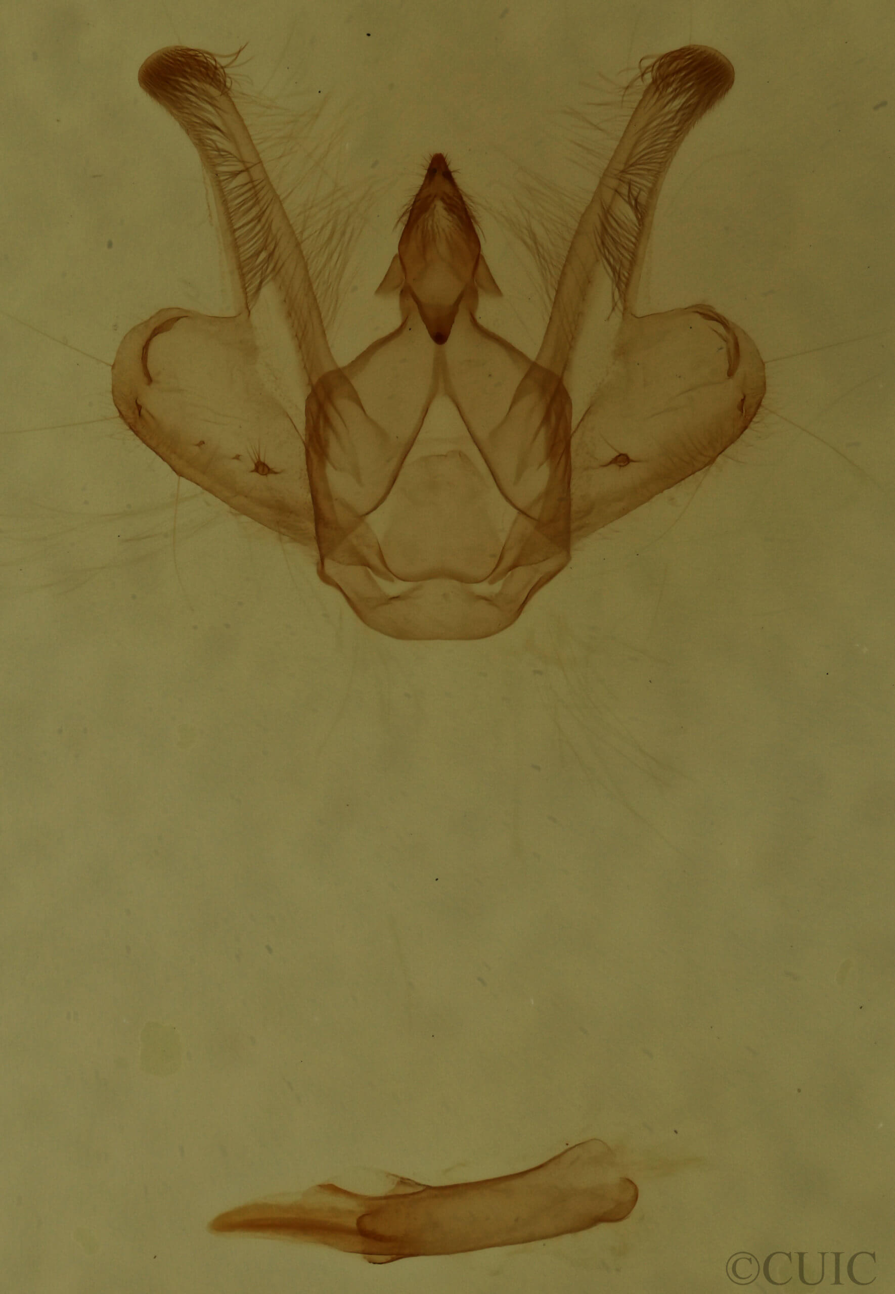 genitalia view of adult Macaria bicolorata