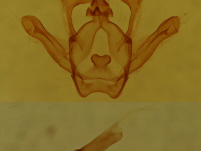 genitalia view of adult Rindgea cyda