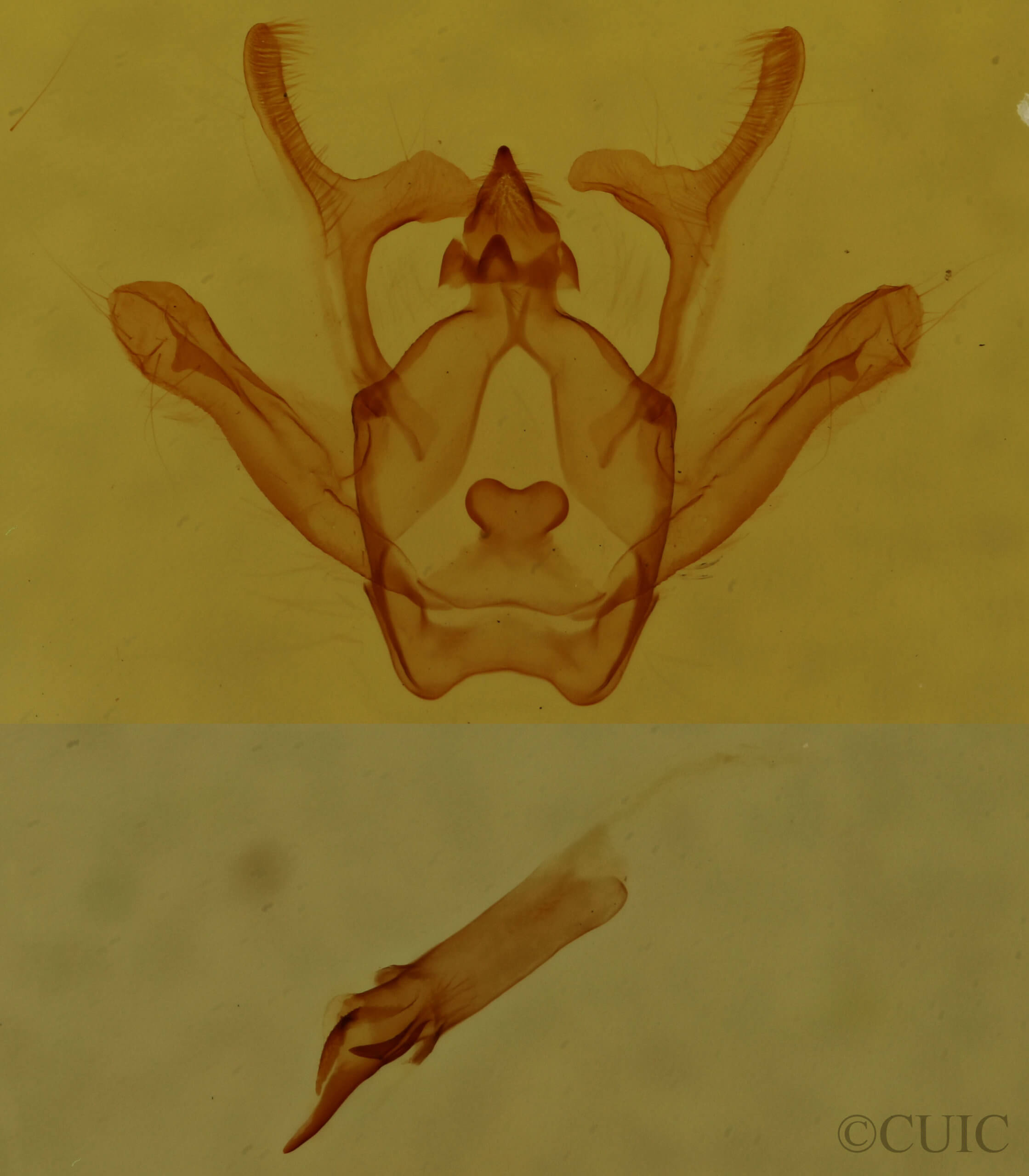 genitalia view of adult Rindgea cyda