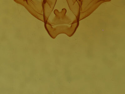 genitalia view of adult Rindgea cyda 