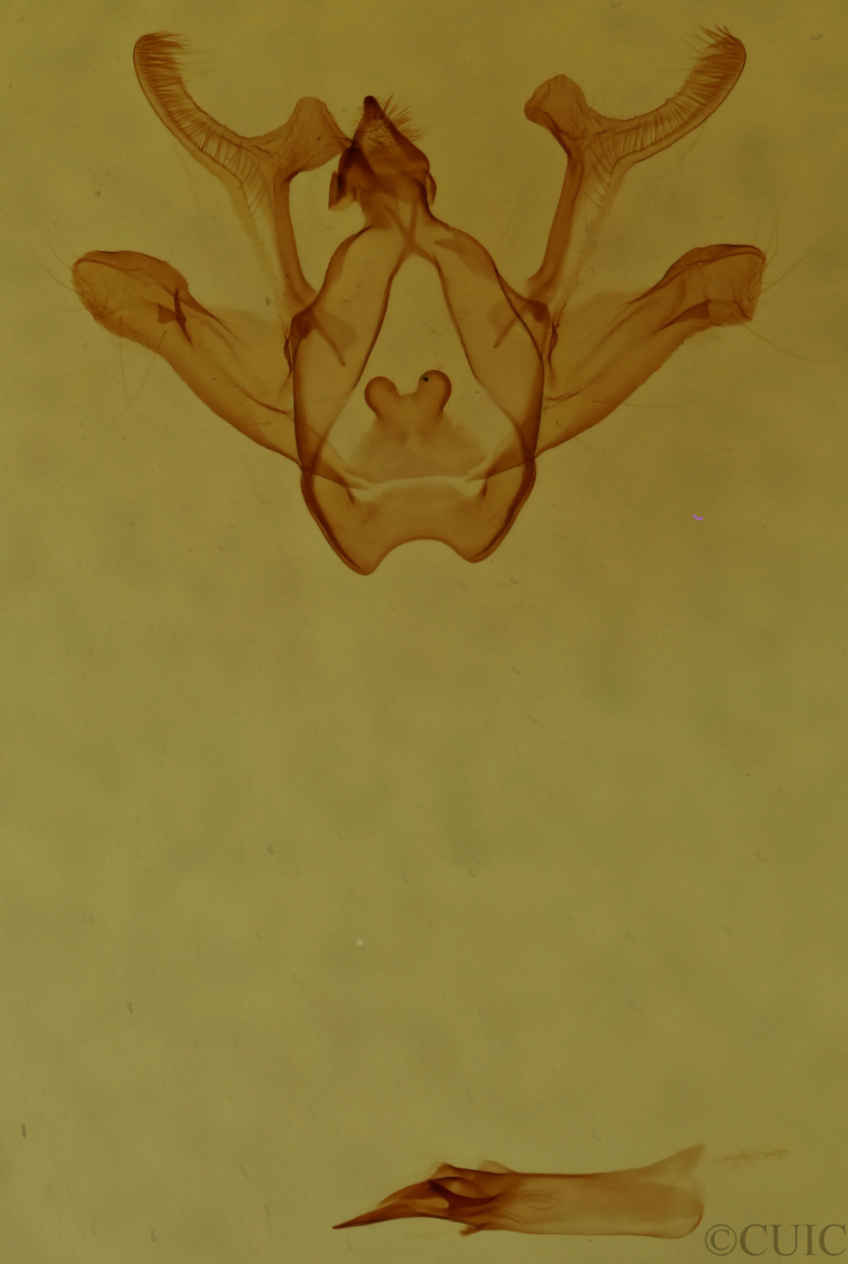 genitalia view of adult Rindgea cyda 