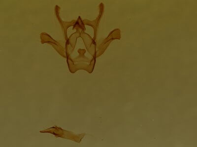 genitalia view of adult Rindgea cyda