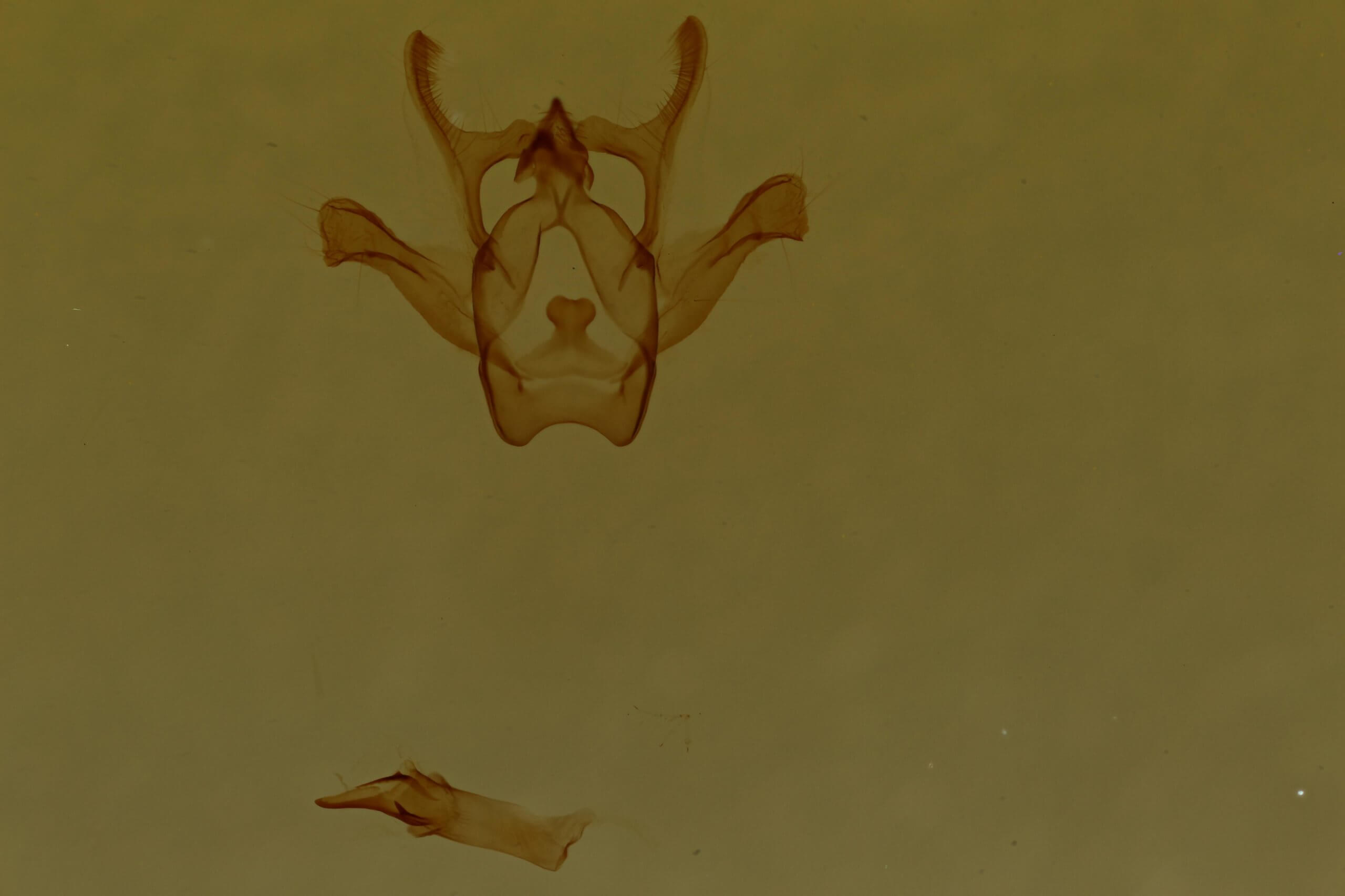 genitalia view of adult Rindgea cyda