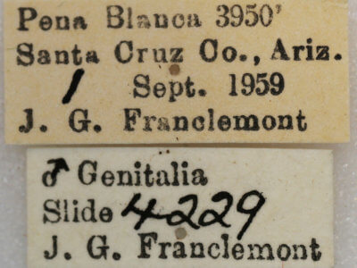 label view of adult Rindgea cyda