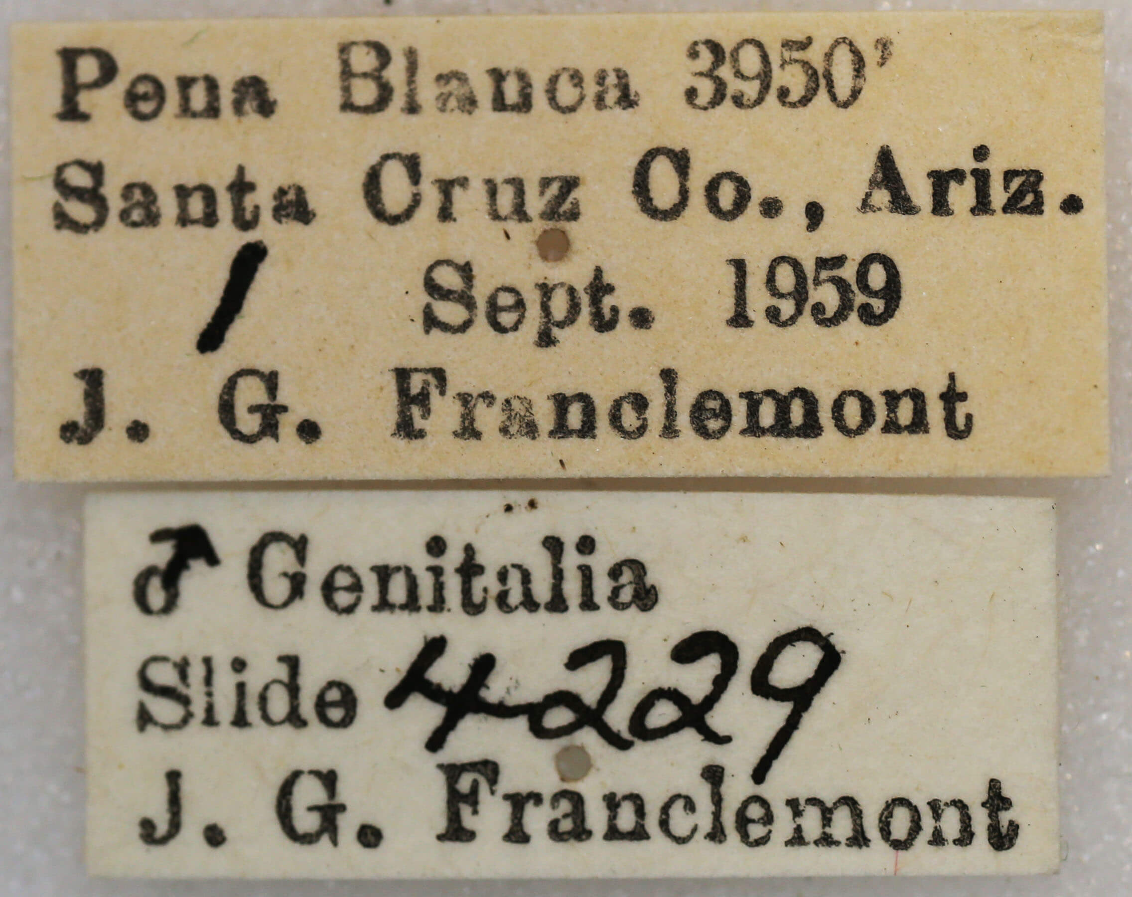 label view of adult Rindgea cyda