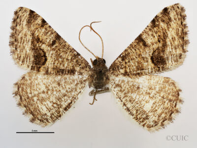 dorsal view of adult Rindgea cyda