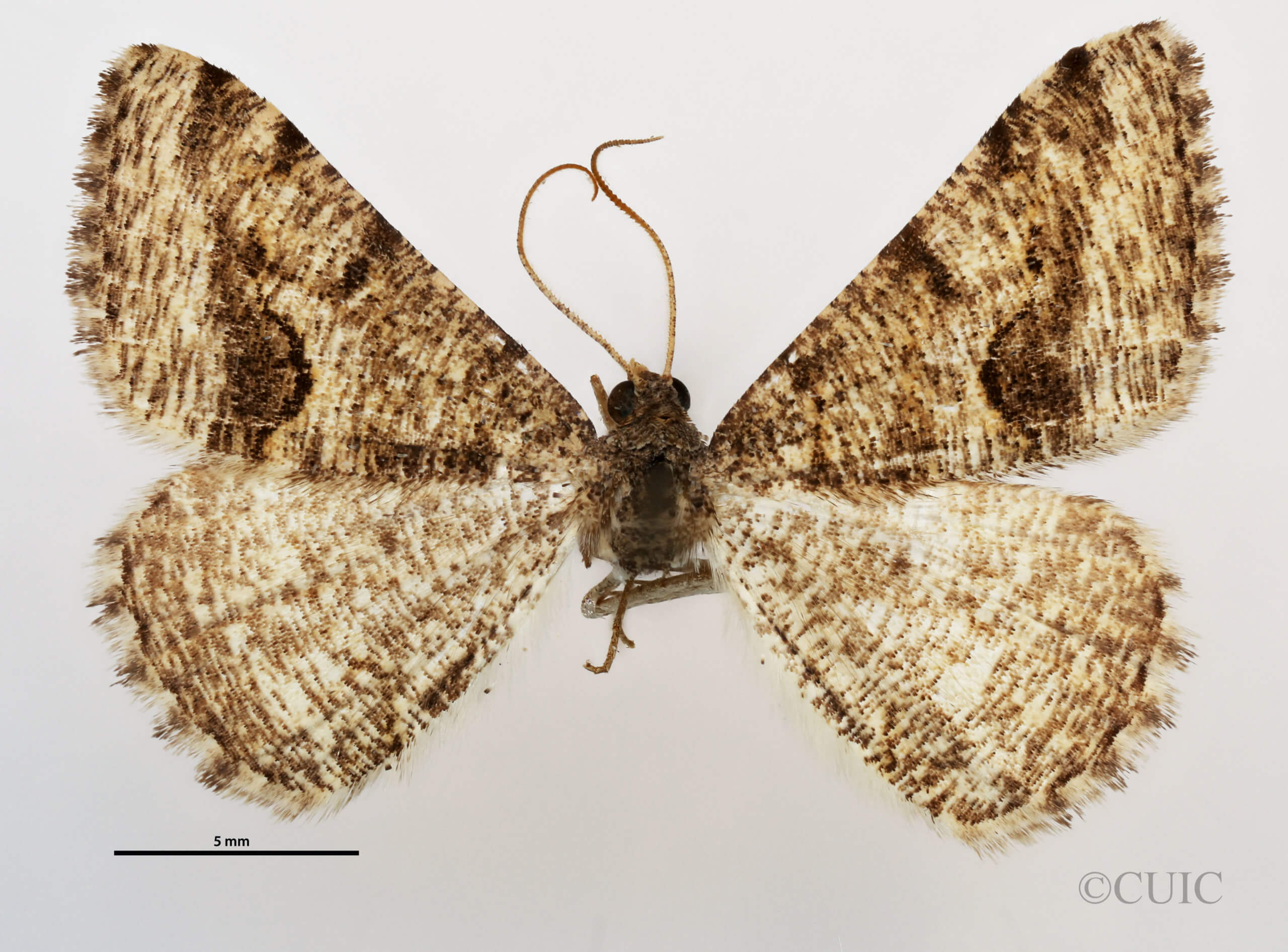 dorsal view of adult Rindgea cyda