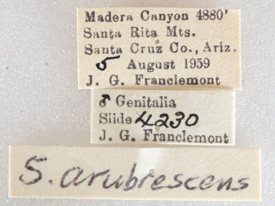 label view of adult Digrammia decorata