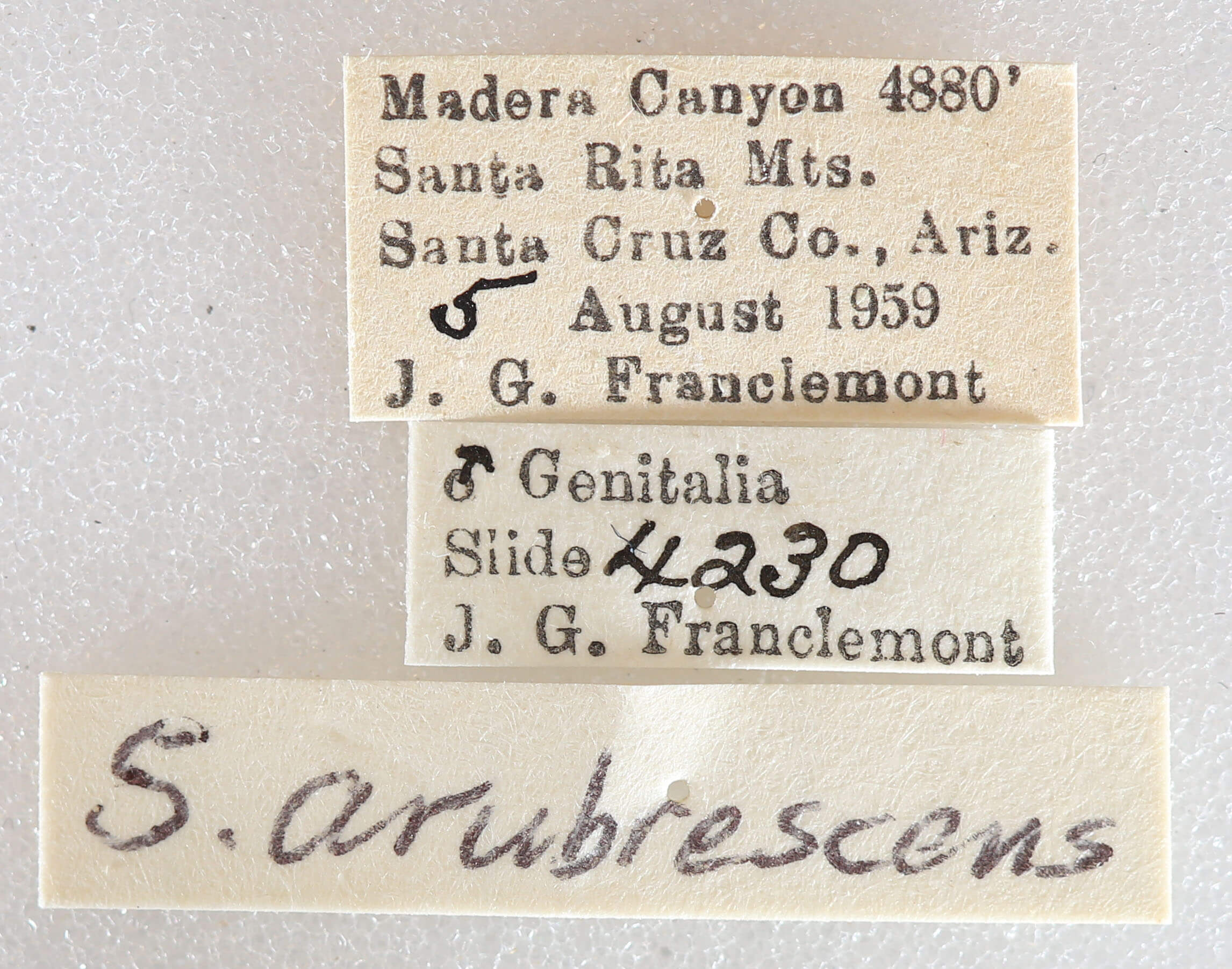 label view of adult Digrammia decorata