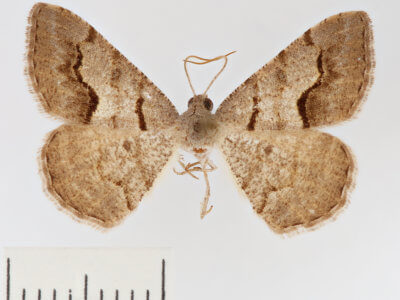dorsal view of adult Digrammia decorata