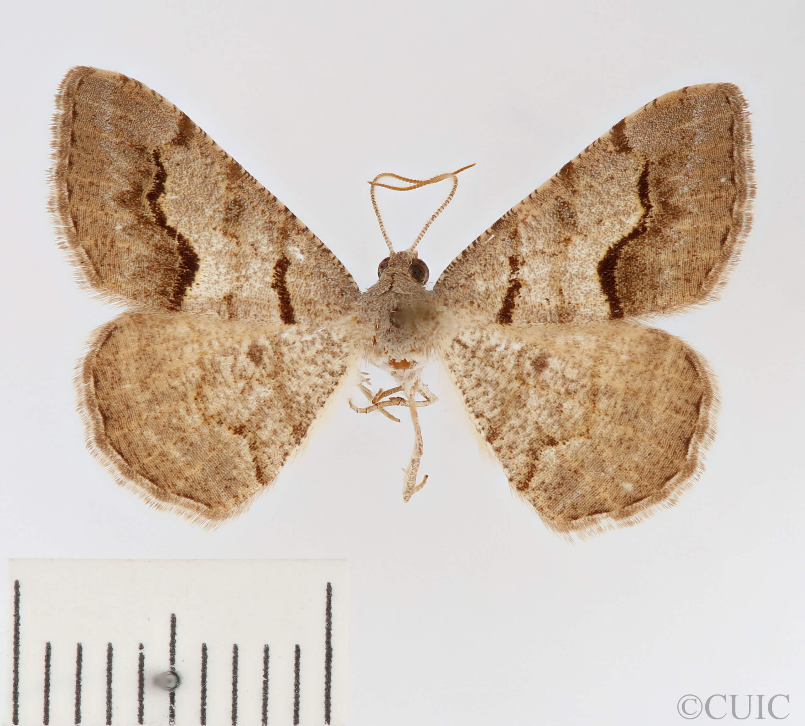 dorsal view of adult Digrammia decorata