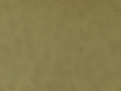 genitalia view of adult Macaria granitata