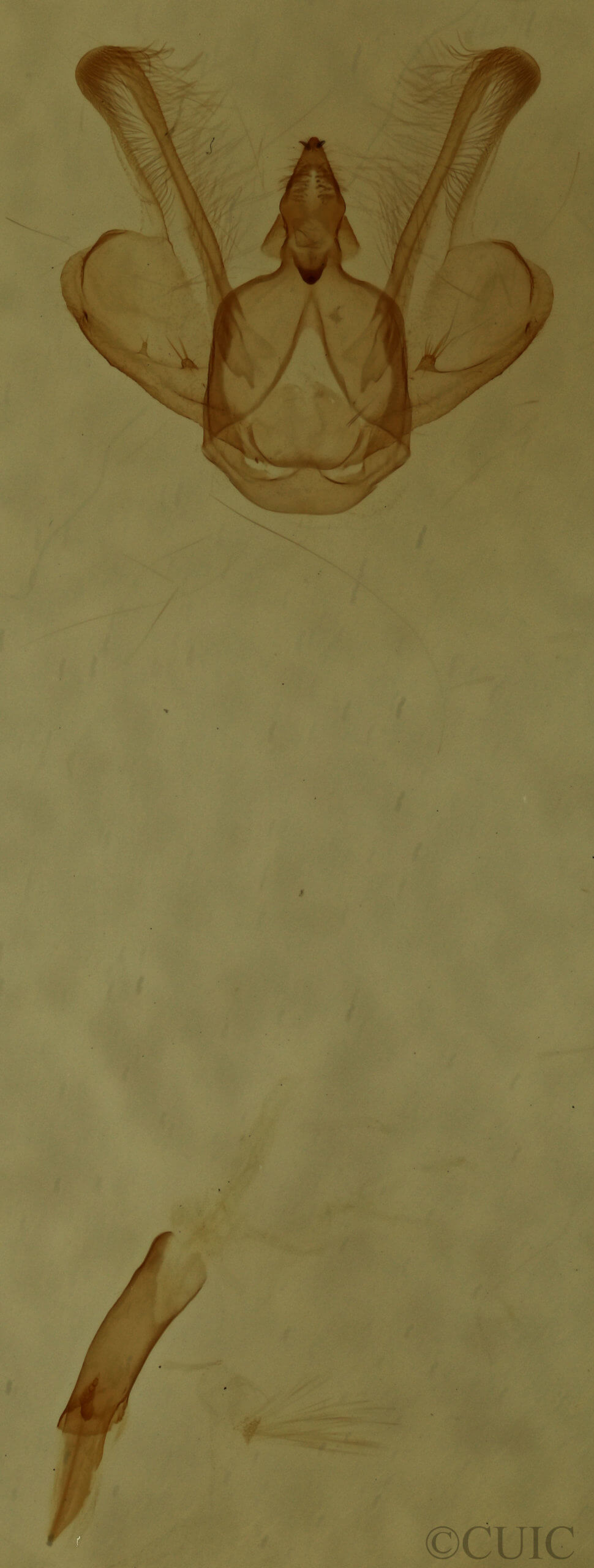 genitalia view of adult Macaria granitata