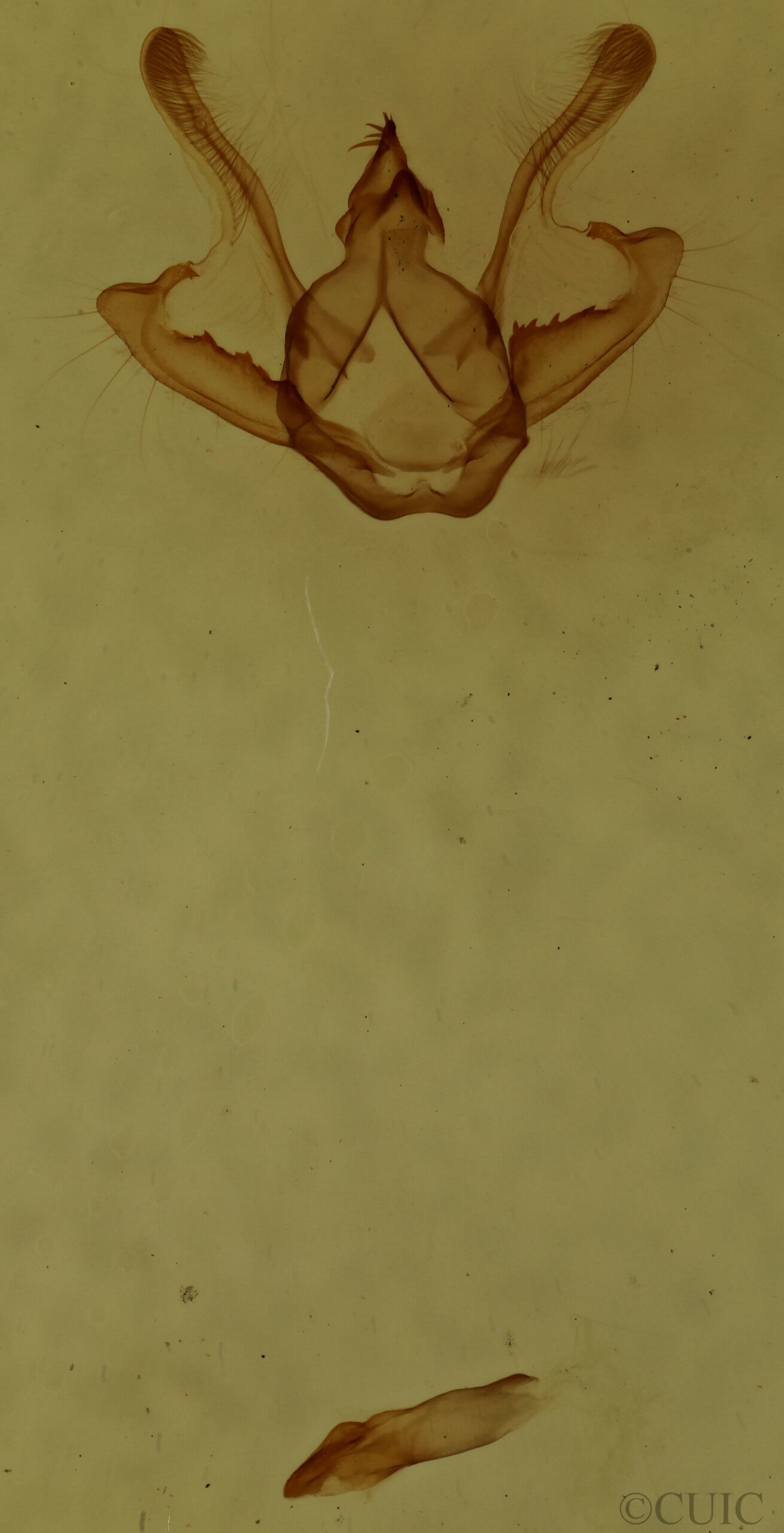 genitalia view of adult Digrammia ocellinata