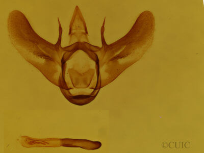 genitalia view of adult Siona lineata