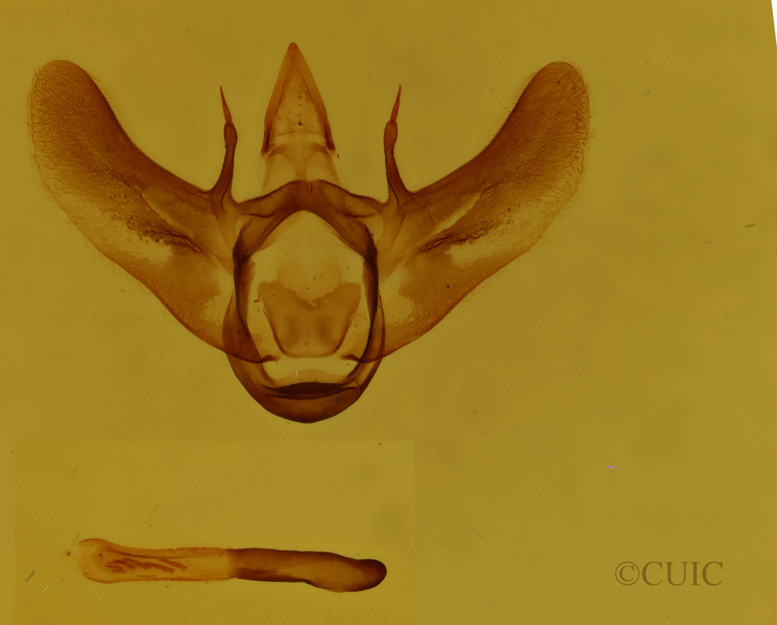 genitalia view of adult Siona lineata