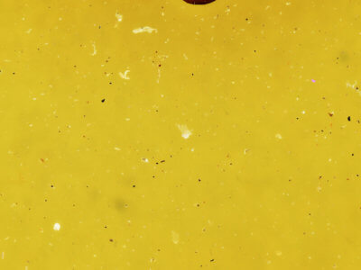 genitalia view of adult Siona lineata