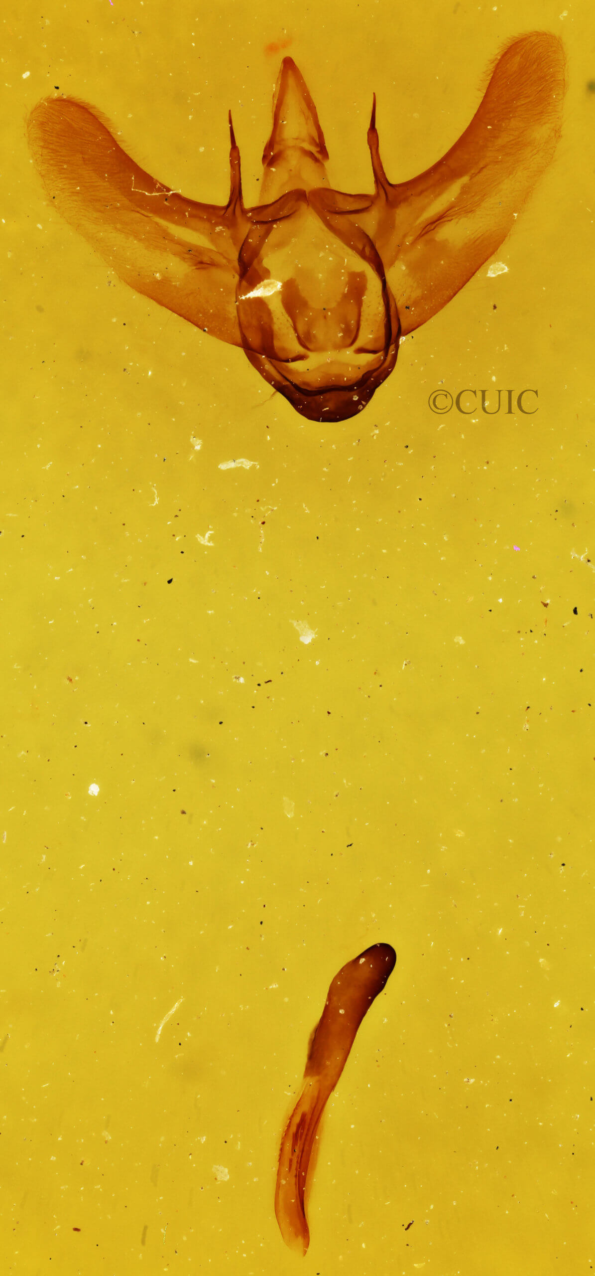 genitalia view of adult Siona lineata