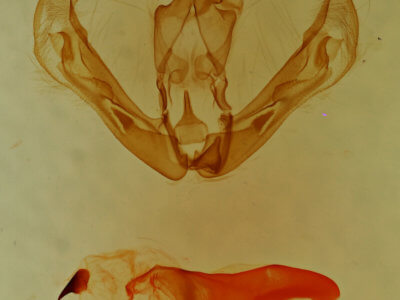 genitalia view of adult Sosxetra grata