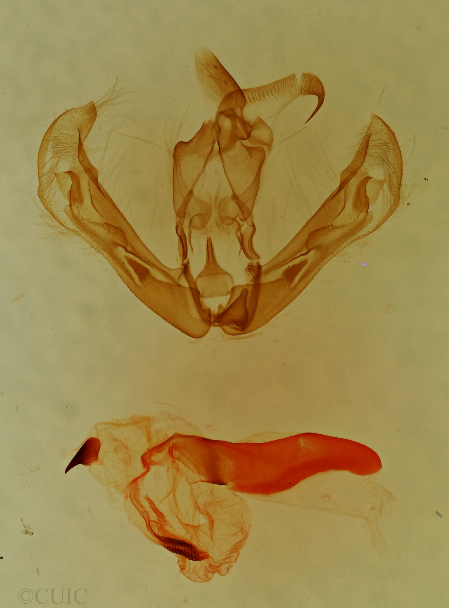 genitalia view of adult Sosxetra grata