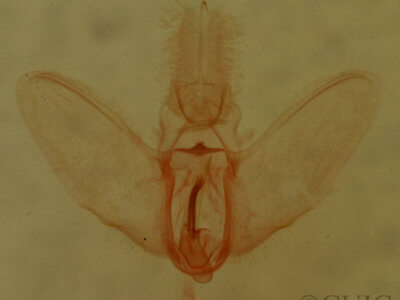 genitalia view of adult Cenopis mesospila