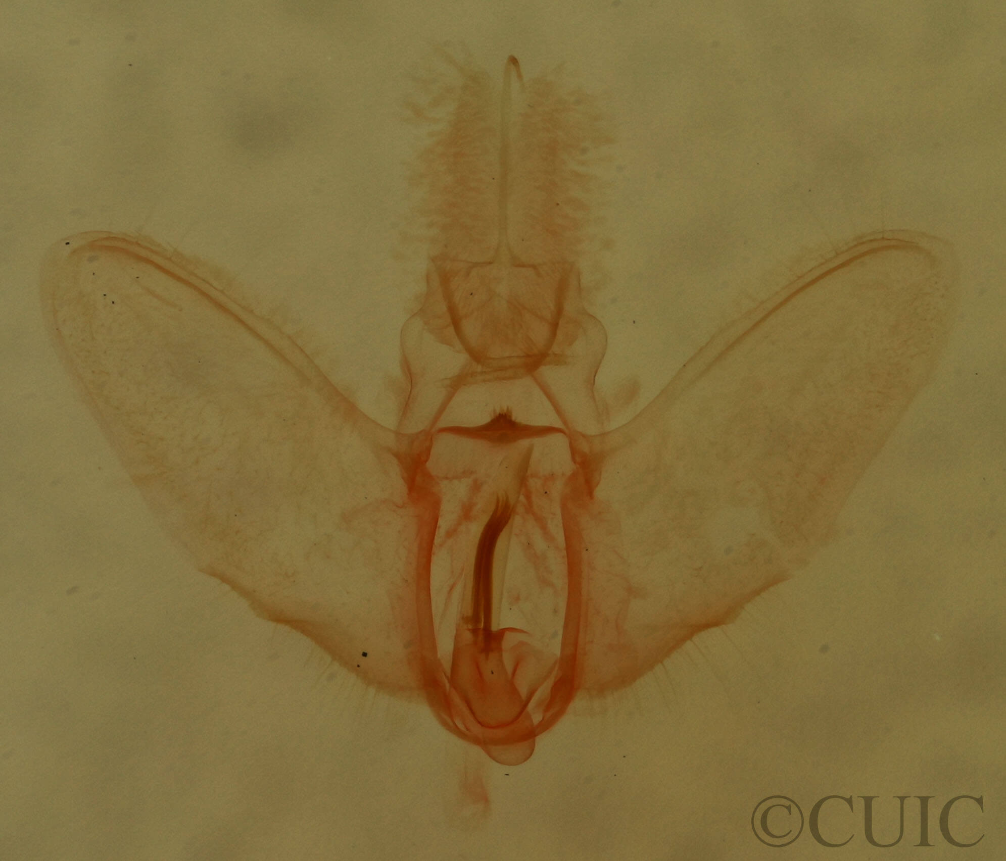 genitalia view of adult Cenopis mesospila