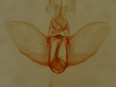 genitalia view of adult Sparganothis xanthoides