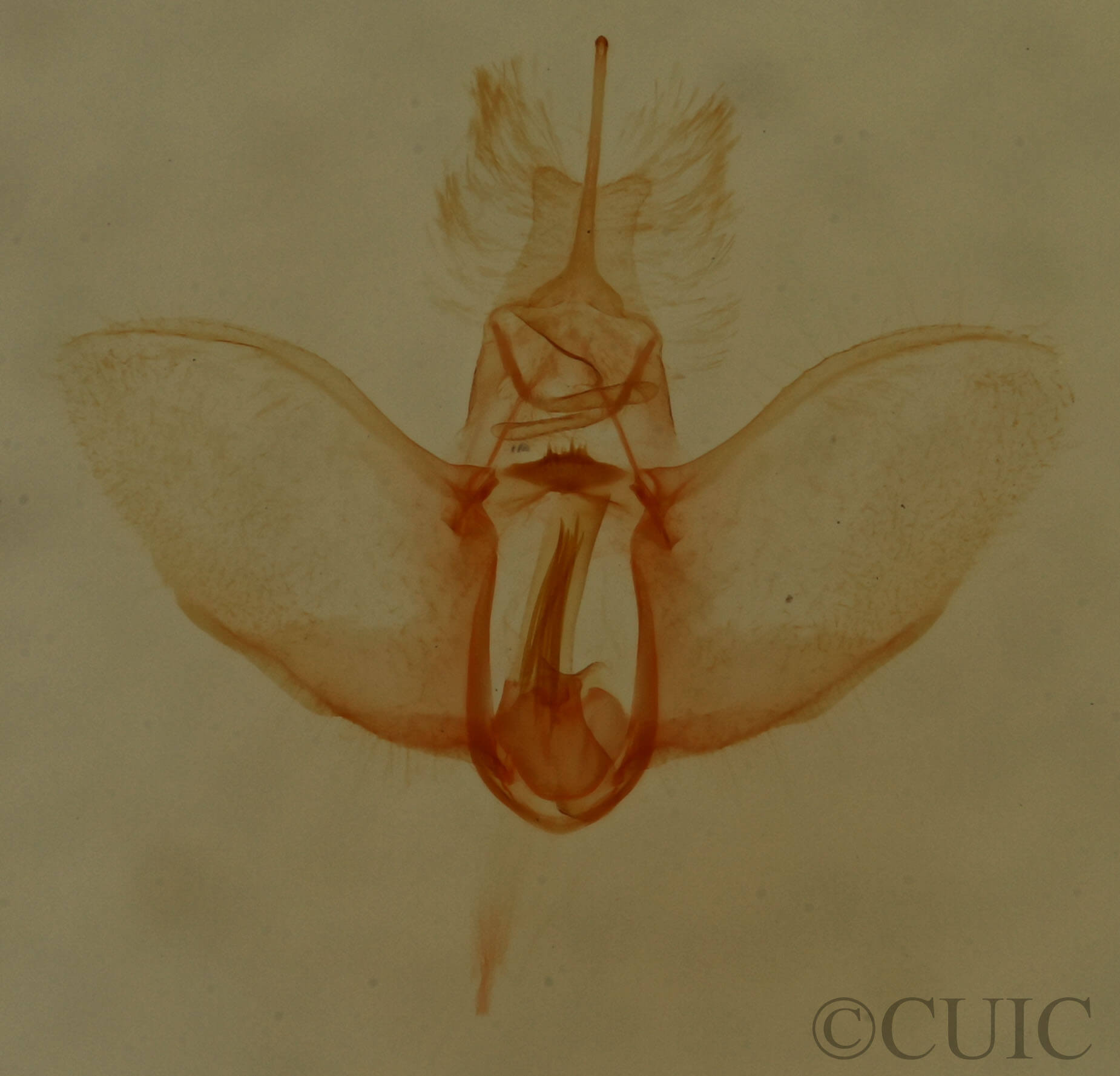 genitalia view of adult Sparganothis xanthoides