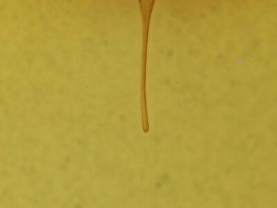 genitalia view of adult Sphacelodes vulneraria