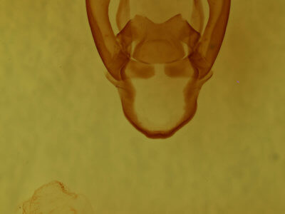 genitalia view of adult Spilosoma dubia