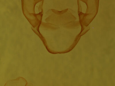 genitalia view of adult Spilosoma latipennis