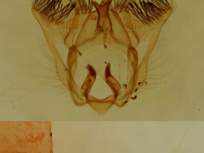 genitalia view of adult Antaeotricha osseella