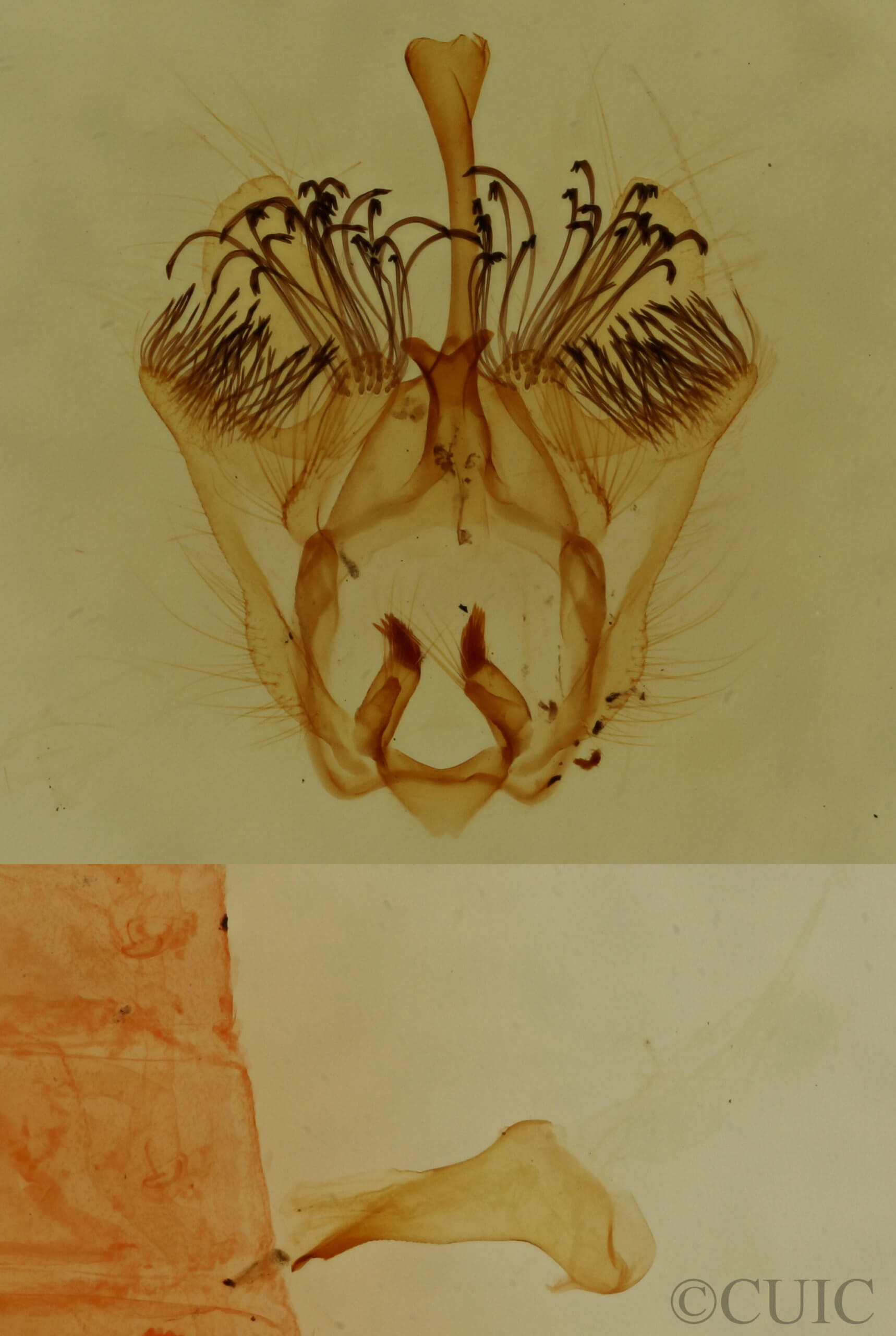 genitalia view of adult Antaeotricha osseella