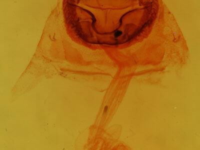genitalia view of adult Antaeotricha schlaegeri