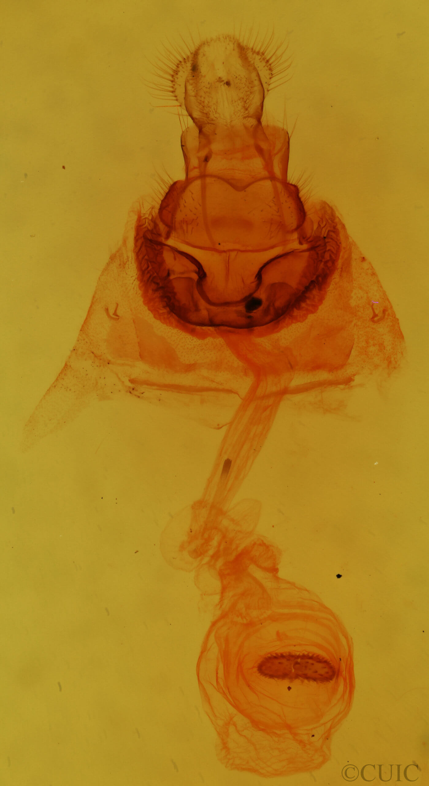 genitalia view of adult Antaeotricha schlaegeri