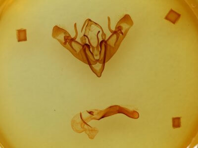 genitalia view of adult Telorta acuminata