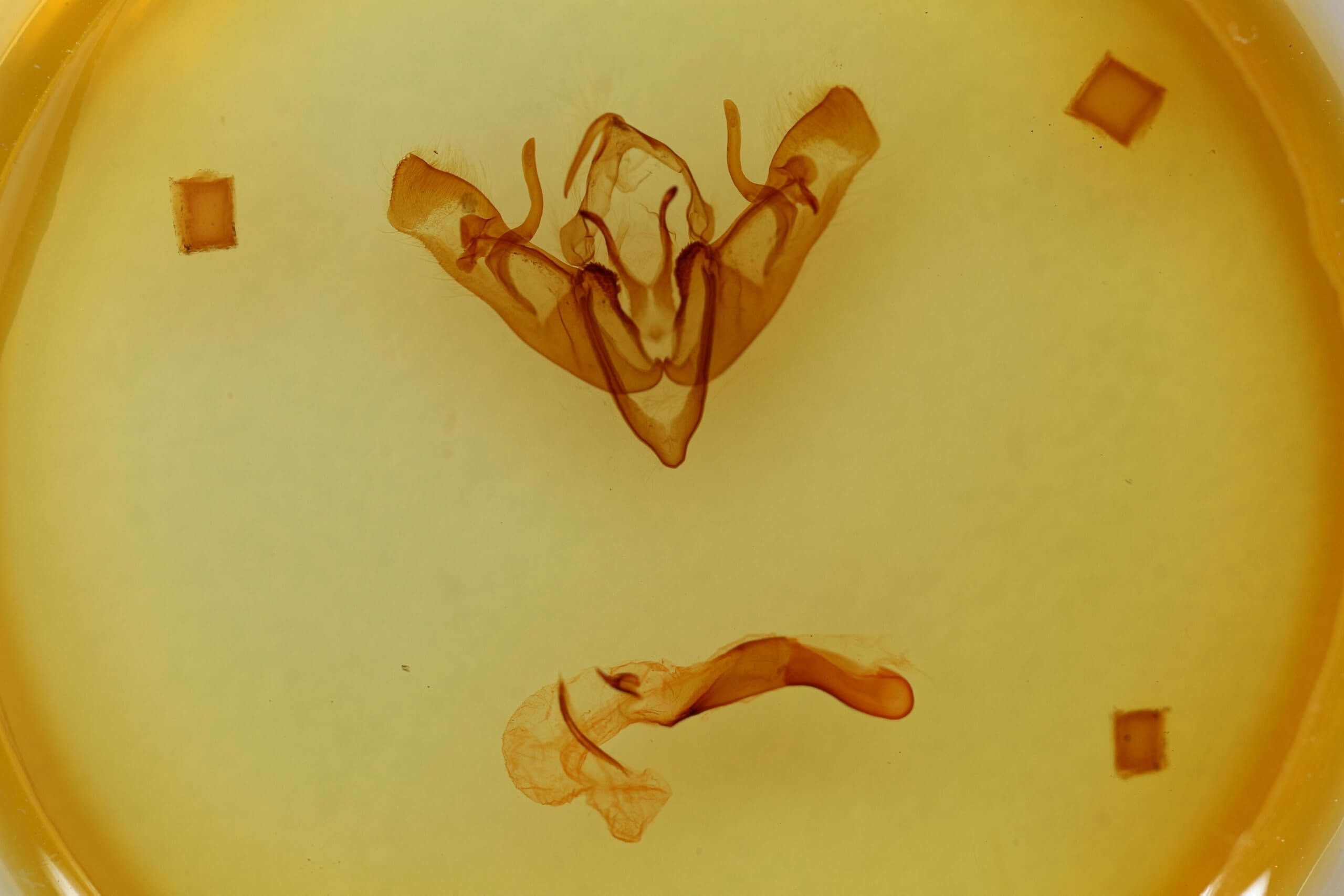 genitalia view of adult Telorta acuminata