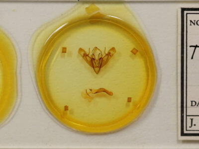 slide view of adult Telorta acuminata