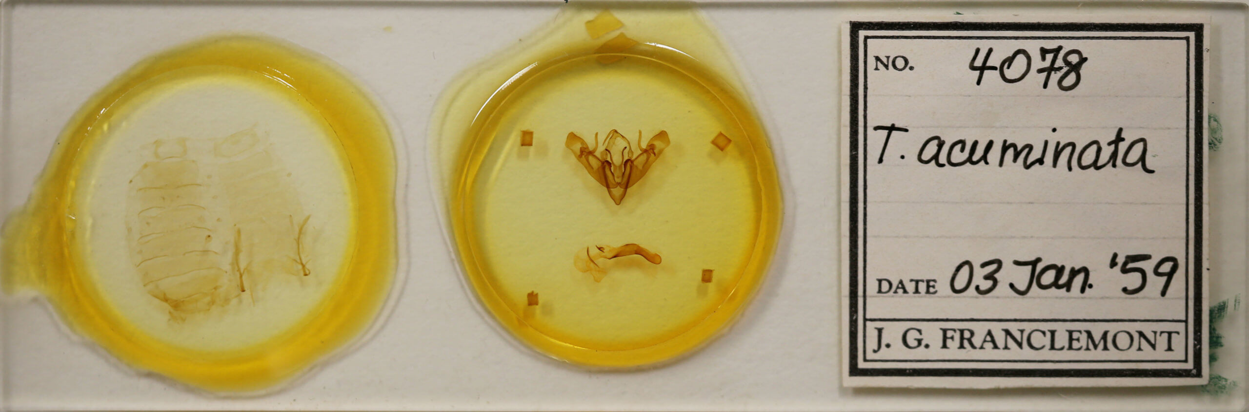 slide view of adult Telorta acuminata