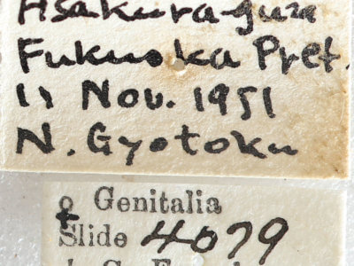 label view of adult Telorta acuminata