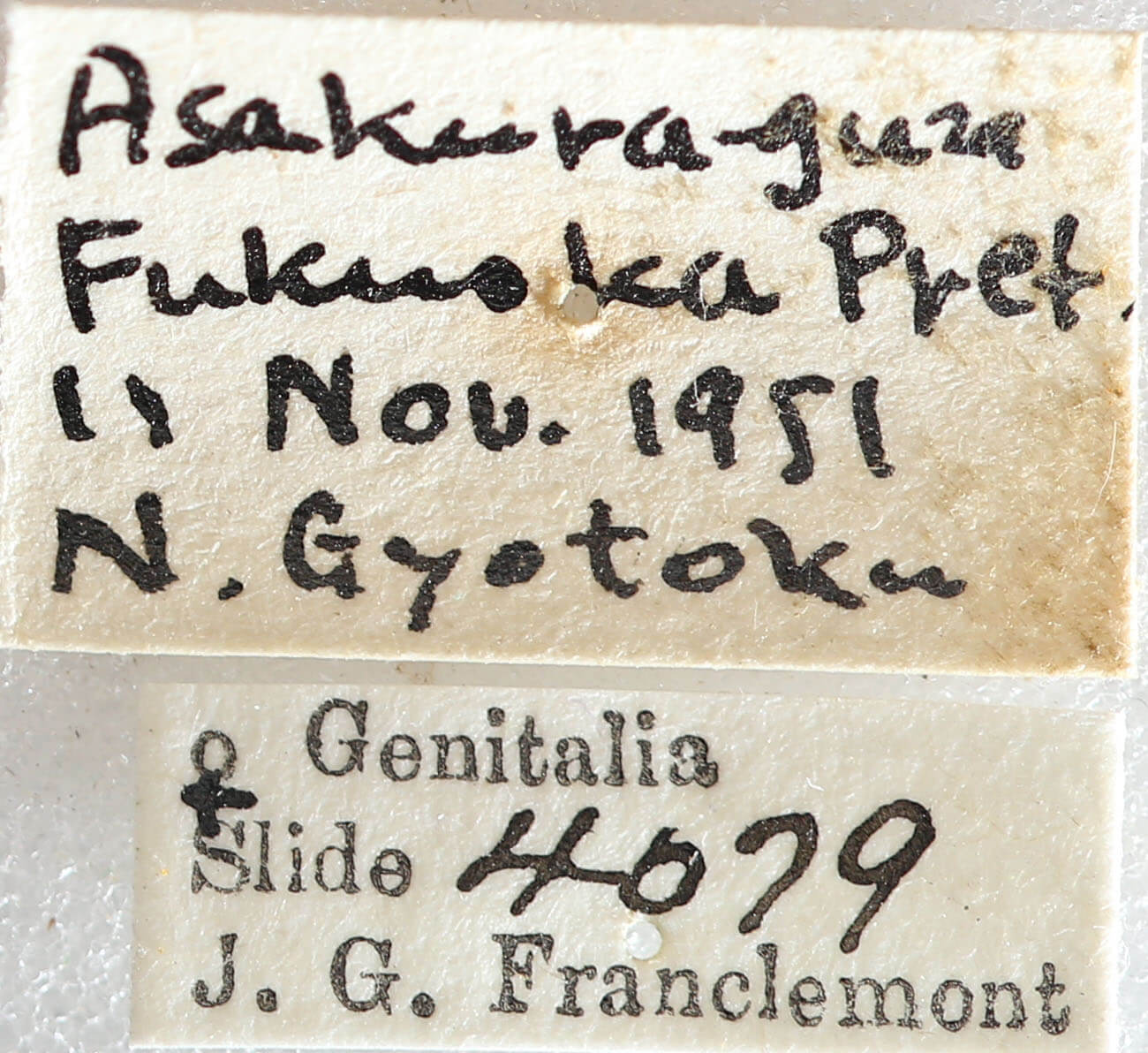 label view of adult Telorta acuminata