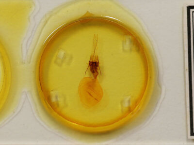 slide view of adult Telorta acuminata